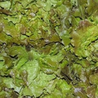 Bataviasalat rot Frankreich