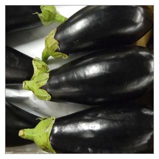 Aubergine Spanien