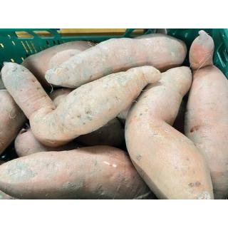 Batate Süßkartoffel Spanien