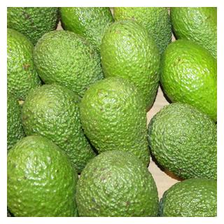 Avocado Fuerte Zypern
