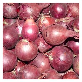Zwiebel rot