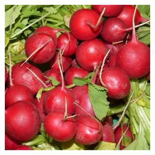Radieschen