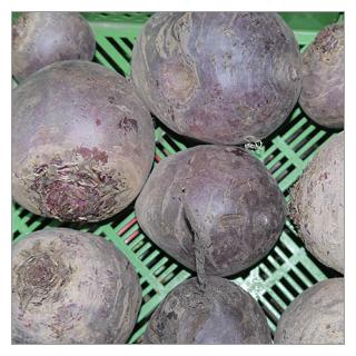 Rote Bete Robuschka samenfest