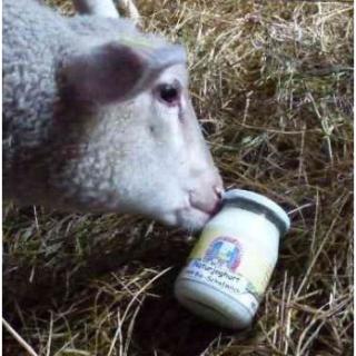Schafmilch- Joghurt Erdbeere