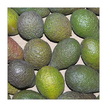 Avocados Hass raingrown Kenia