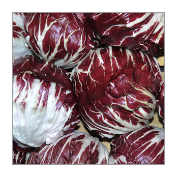 Radicchio Salat Deutschland