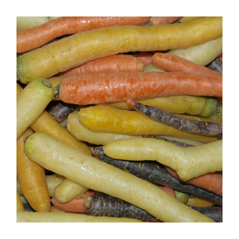 Möhre bunt