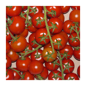 Cocktail- Strauchtomate