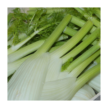 Fenchel Deutschland