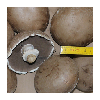 Champignon Portobello