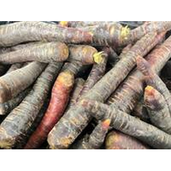 Möhre lila Deutschland