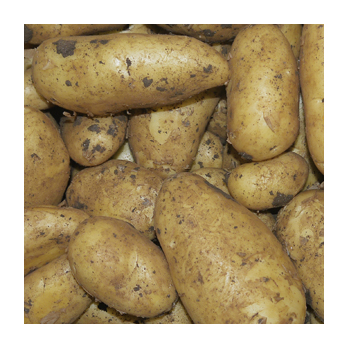 Kartoffel - Frühkartoffel Spunta vfk Italien