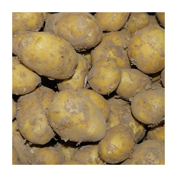Kartoffel - Frühkartoffel Annabelle fk