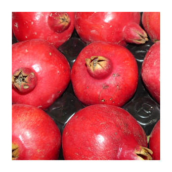 Granatapfel Hicaz Türkei [kg-Preis]