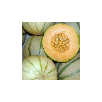 Melone Charentais Spanien