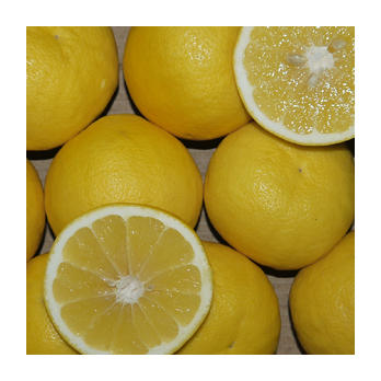 Grapefruit weiß Griechenland