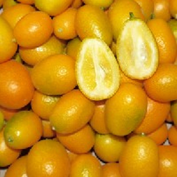 Kumquat