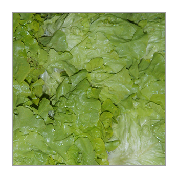 Eichblattsalat grün Deutschland