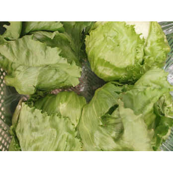 Eisbergsalat Spanien