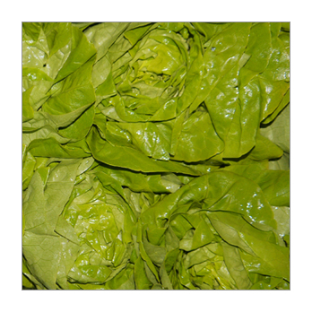 Kopfsalat grün