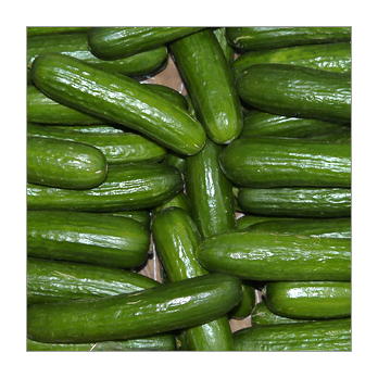 Gurke - Minigurke Spanien