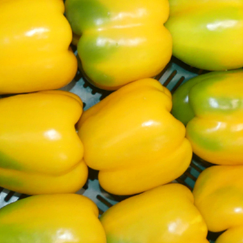 Paprika gelb