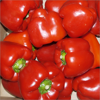 Paprika rot