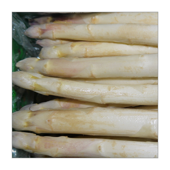 Spargel weiß/violett