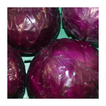 Rotkohl samenfest Deutschland