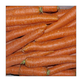 Möhren neue Ernte (Italien)