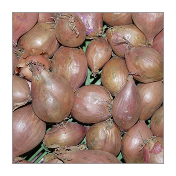 Schalotten Deutschland