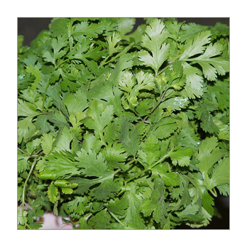 Koriander Frankreich