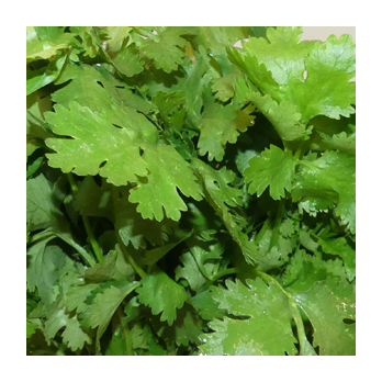 Koriander Deutschland