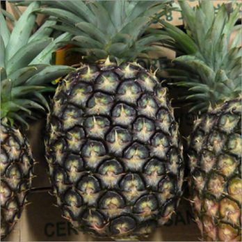 Ananas Extra Sweet