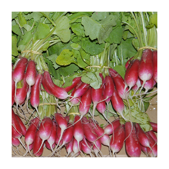 Radieschen länglich Frankreich