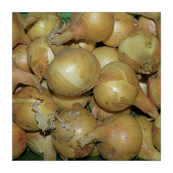 Zwiebel gelb