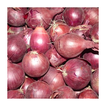 Zwiebel rot
