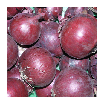 Zwiebel rot