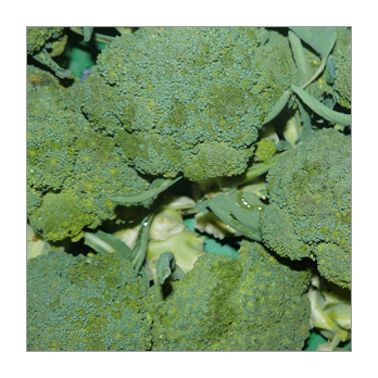 Broccoli Deutschland