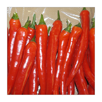 Peperoni rot -scharf- Griechenland