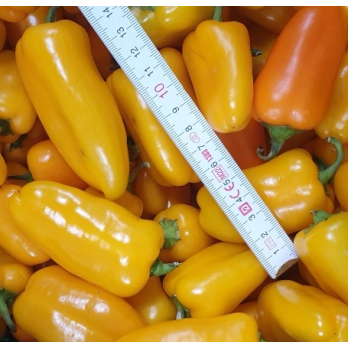 Snackpaprika