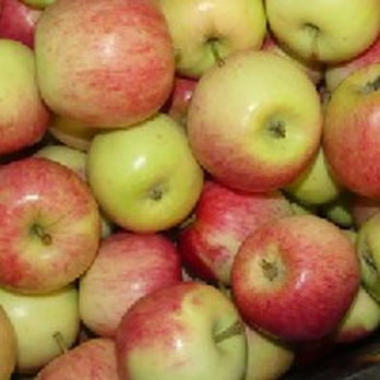 Apfel Piros