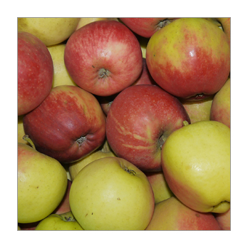 Apfel Elstar