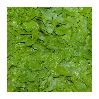 Eichblattsalat grün