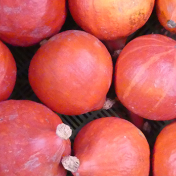 Kürbiszeit - Hokkaidokürbis orange
