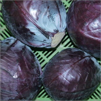 Rotkohl