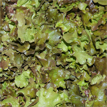 Bataviasalat rot