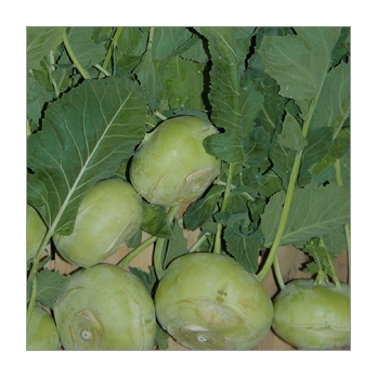 Kohlrabi