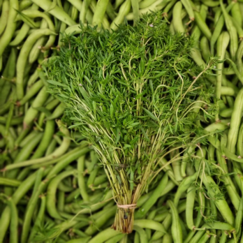 Bohnenkraut