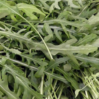 Rucola